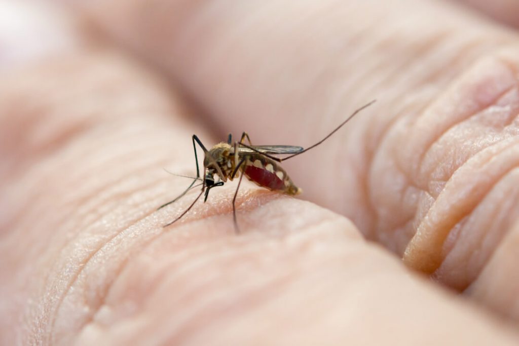 Testes de diagnóstico para dengue e outras arboviroses sendo avaliados por cientistas.