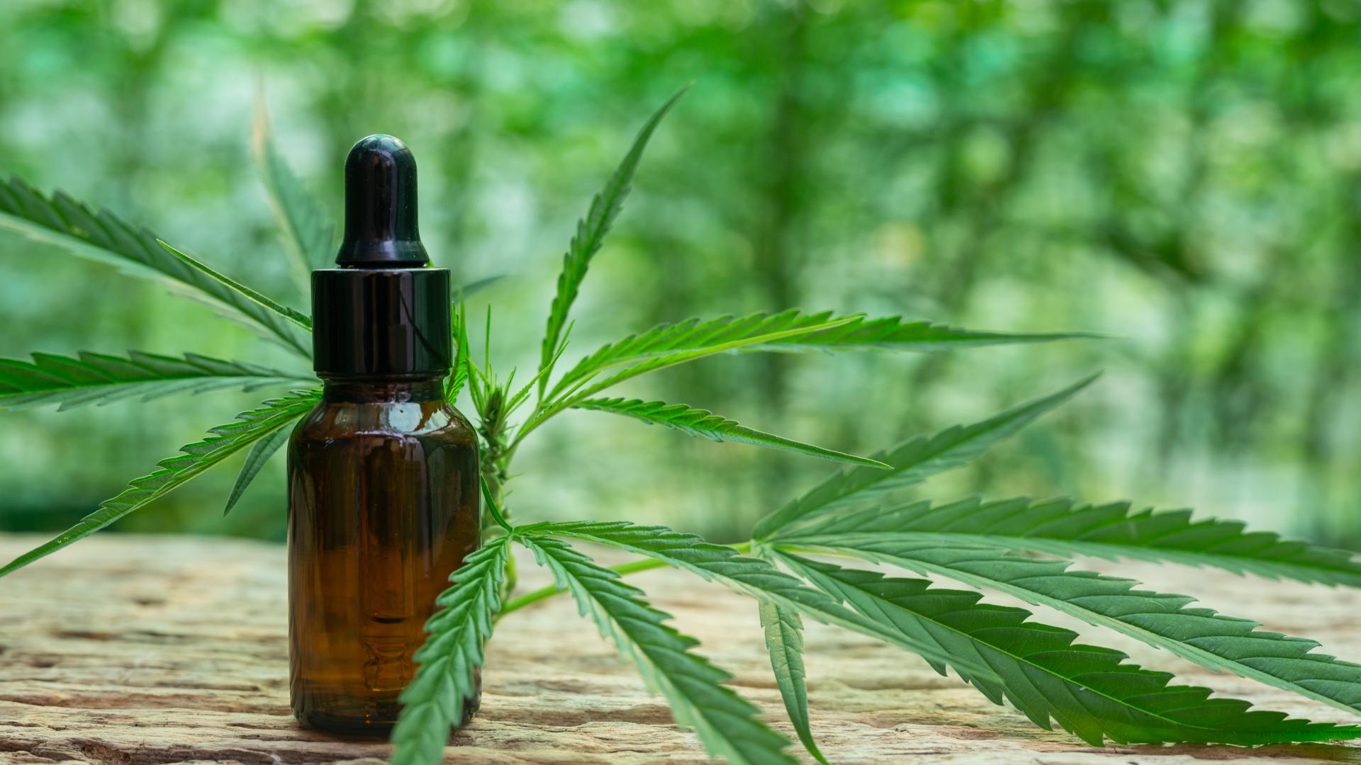 Discussion between ANVISA and MAPA on the regulation of cannabis for veterinary use in Brazil.